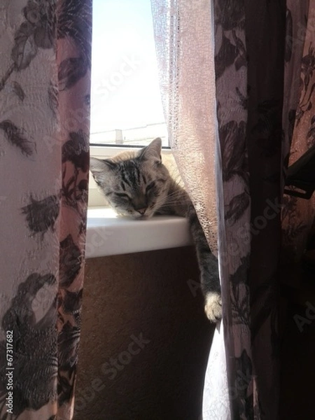 Obraz Cat on the window-sill