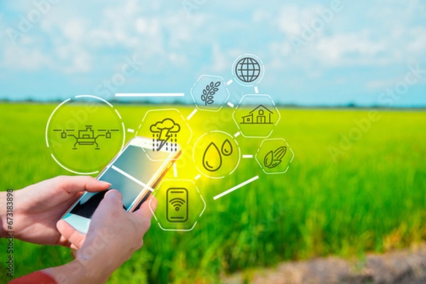 Fototapeta Farmers use smartphones to check weather conditions and technology in planting crops, using drone systems, spraying insecticides, and studying plant growing methods.