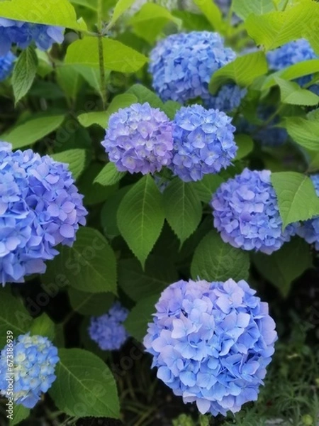 Obraz Very beautiful blue Hydrangea macrophylla in a summer garden on a flower bed.
Floral wallpaper.
