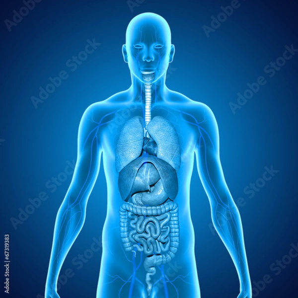 Obraz Body with organs