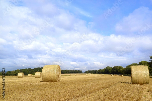 Fototapeta Weizenfeld