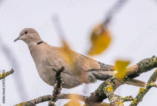 Fototapeta bird on a branch