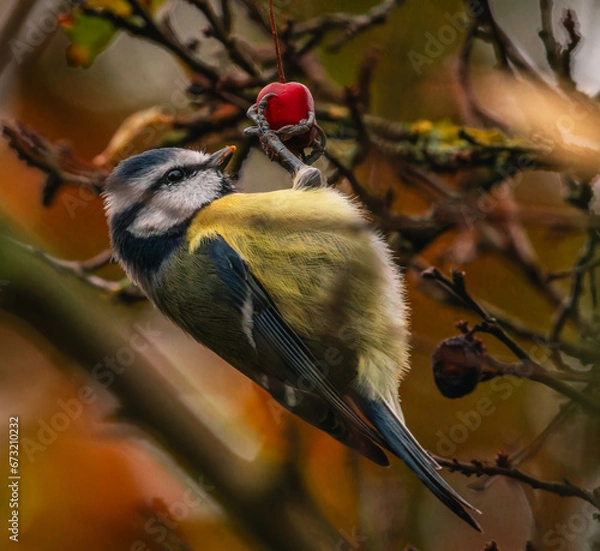 Obraz red backed shrike