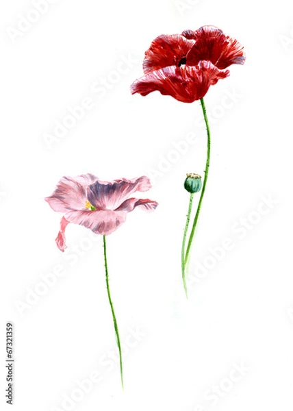 Obraz red poppy and pink poppy, watercolor on white background