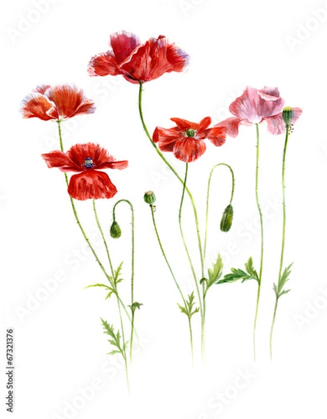 Obraz field red poppies on a white background