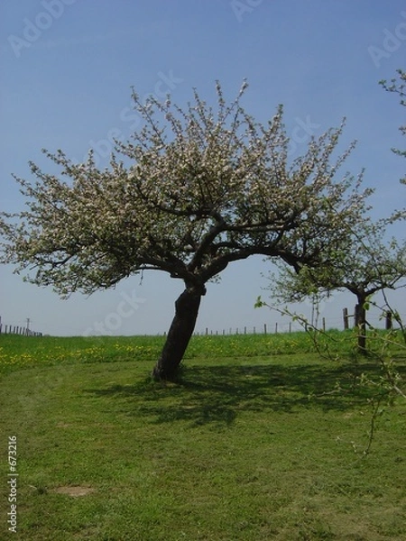 Obraz pommier en fleur