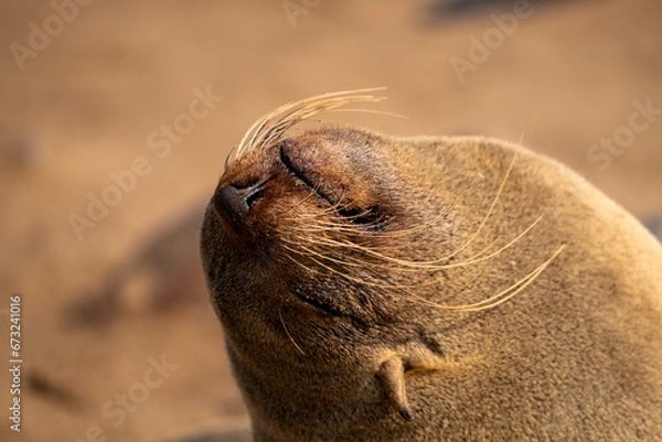 Fototapeta Seelöwe