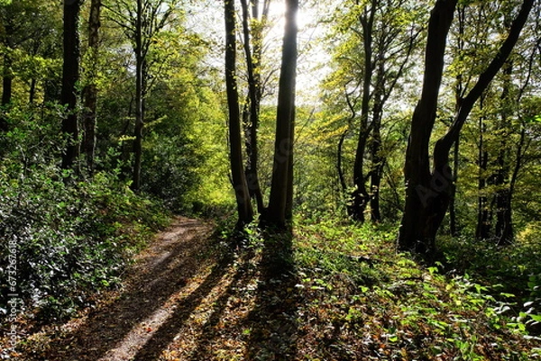 Obraz Niederlande Südlimburg Geultal Mechelen Waldweg 2