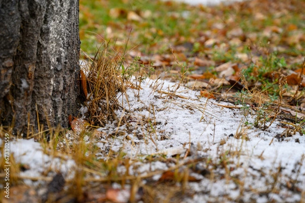 Obraz moss on a tree