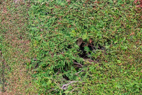 Obraz Schäden an einer Thujahecke