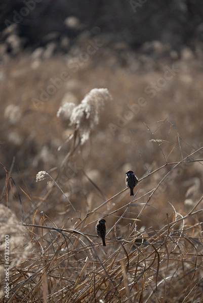 Obraz 식물 참새 새 