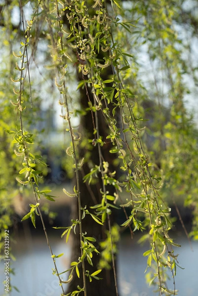 Obraz 식물 가을 봄 계절