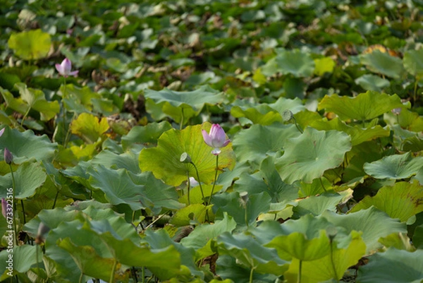 Obraz 네이처, 나뭇잎, 식물