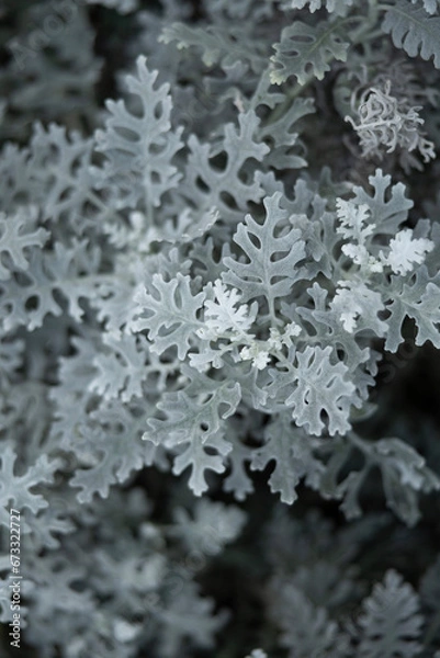 Obraz 겨울, 눈, 나무, 서리, 성탄, 네이처, 아이스, cold, 가지, 소나무, 냉동, 전나무, 계절, 식물, 나무, 성탄, blue, 근접, 서리, 결정, 흰 서리, 바늘, 상록, sky