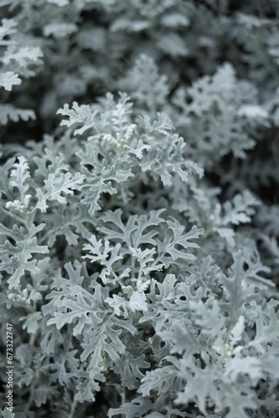 Obraz 겨울, 눈, 나무, 서리, 성탄, 네이처, 아이스, cold, 가지, 소나무, 냉동, 전나무, 계절, 식물, 나무, 성탄, blue, 근접, 서리, 결정, 흰 서리, 바늘, 상록, sky