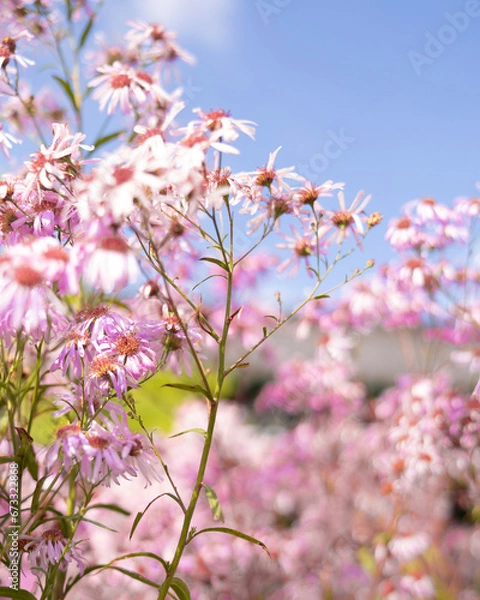 Obraz flower, 네이처, 분홍, 봄, 식물, flower, 블로섬, 개화, 뜰, 보라색, 식물, 여름, 미, 근접, 매크로, 개화, 가지, 꽃, 변색, 나뭇잎, 꿀벌, 헤더, 나물, beautiful