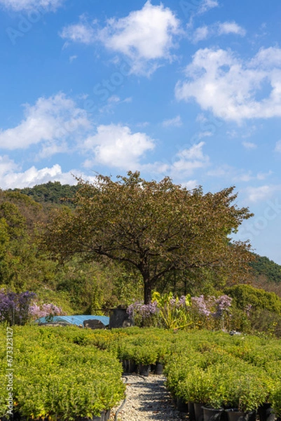 Obraz sky, 나무, blue, 네이처, green, 구름, 구름, 경관, 나무, 여름, 나무, 목초, 일, 나뭇잎, 백, 아웃도어, 들판, 명랑한, 흐린, 공원, 고개, 나무, 소나무