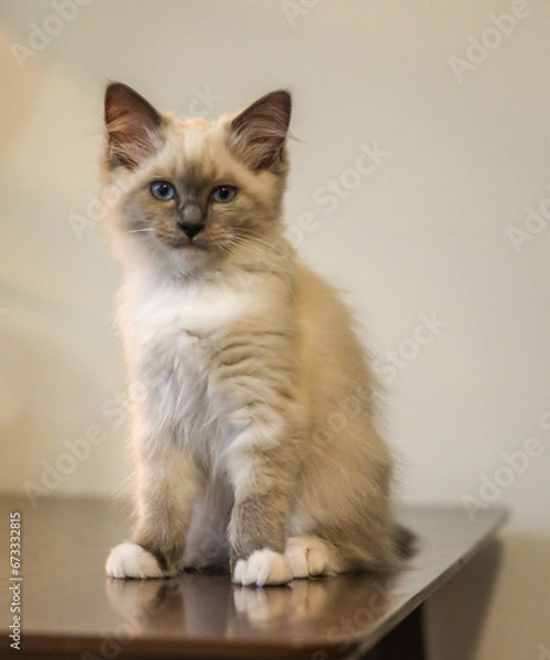 Obraz cat on a table