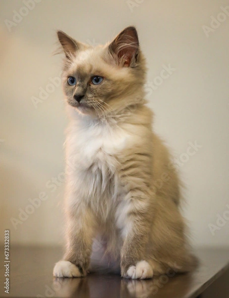 Obraz kitten on a white background
