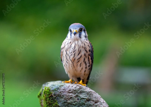 Obraz American Kestrel Hawk