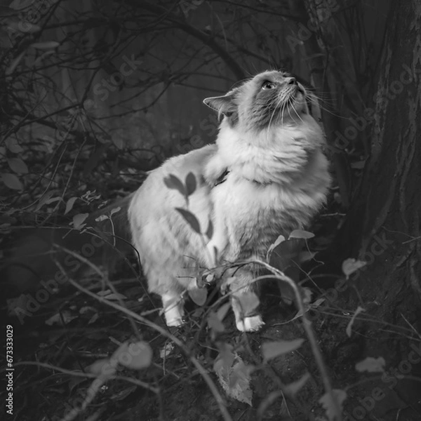 Obraz cat in the woods