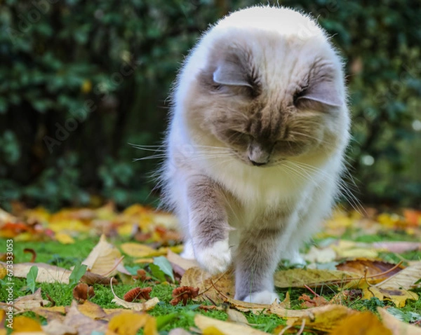 Obraz cat in the grass