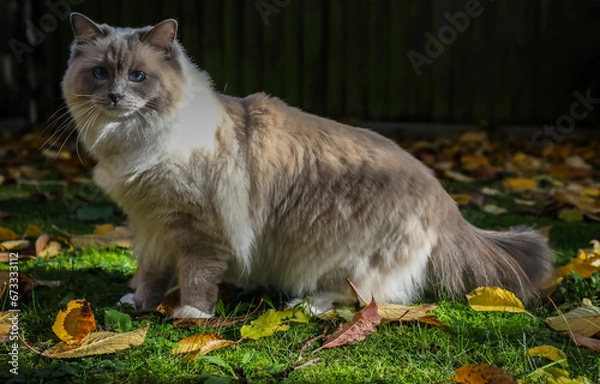Obraz cat in the garden