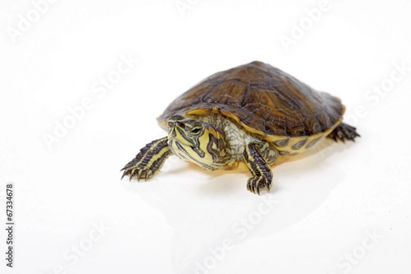 Obraz terrapin florida