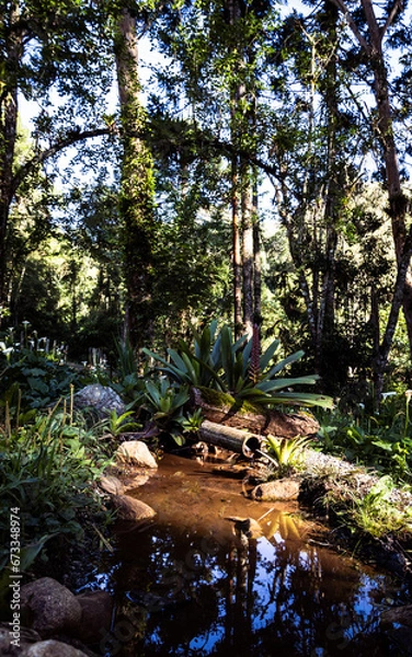 Obraz autumn in the forest