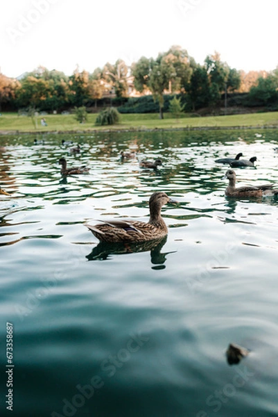 Obraz duck on the lake