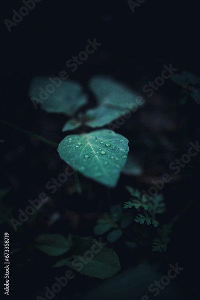Obraz Moody green leaf