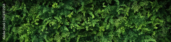 Fototapeta Dense green forest top-view