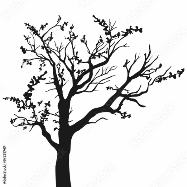 Obraz Tree silhouette with leaves on white background.
