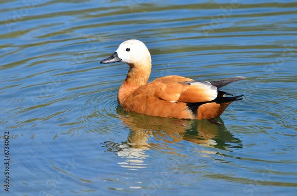 Fototapeta Красная утка (Огаарь) в водоеме