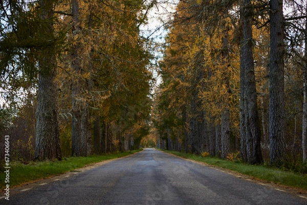 Fototapeta Road in the alley of larch trees on an autumn day, selective focus