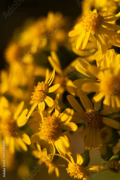 Fototapeta yellow flowers in the garden