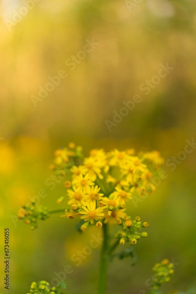 Fototapeta field of flowers