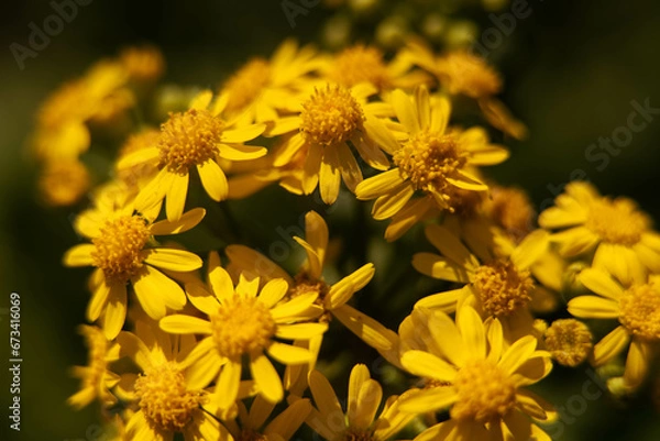 Obraz yellow flowers