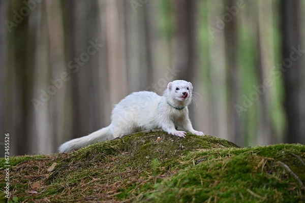 Obraz Ferret photographed in nature. Silvermitt ferret male. He licks himself. Cute ferret in the forest. Ferret with colar