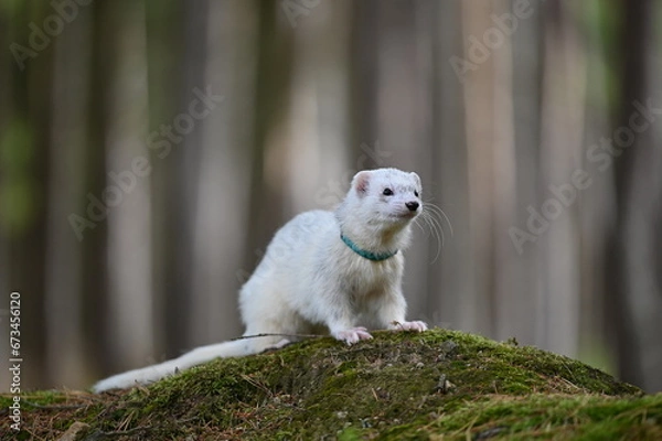 Obraz Ferret photographed in nature. Silvermitt ferret male. Cute ferret in the forest. Ferret with colar