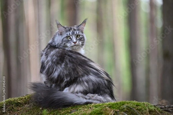 Obraz Maine coon cat in nature. Cat in the forest. Cat pet looks around.
