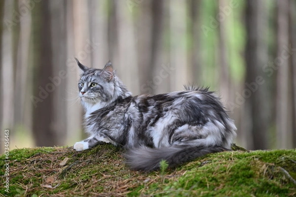 Obraz Maine coon cat in nature. Cat in the forest. Cat pet looks around.
