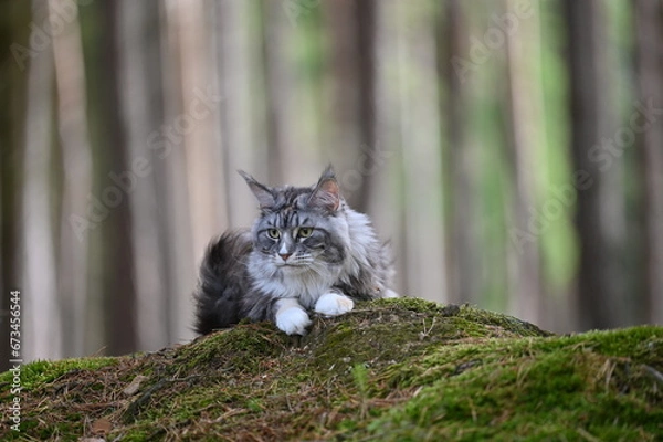 Obraz Maine coon cat in nature. Cat in the forest. Cat pet looks around.
