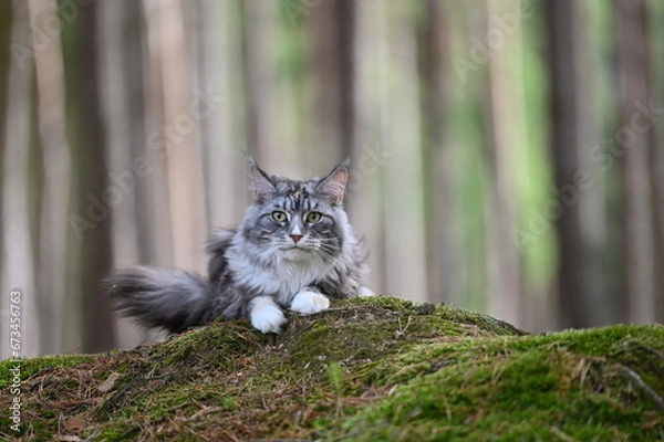 Obraz Maine coon cat in nature. Cat in the forest. Cat pet looks around.
