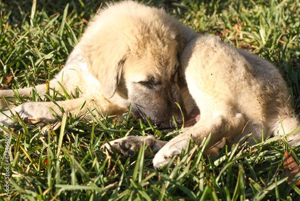 Obraz Great Pyrenees and Anatolian Shepherd puppy mix headshot closeup 
