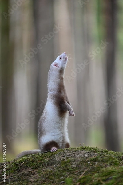 Obraz Ferret photographed in nature. Champagne ferret female. Cute ferret pet in the forest. Ferret beg - stand on back legs