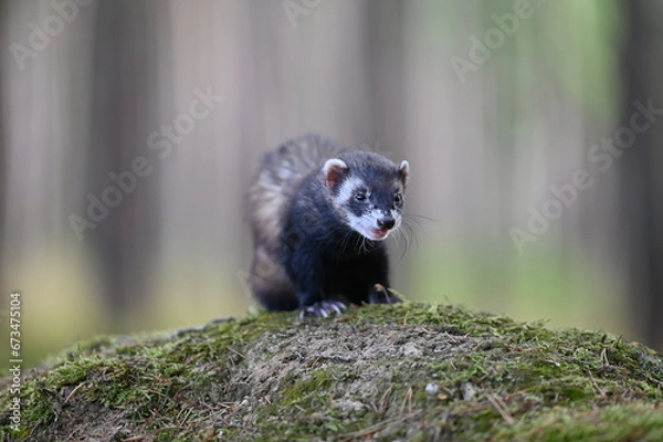 Obraz Ferret photographed in nature. Polecat in the forest. Black sable ferret pet. Pet with black nose