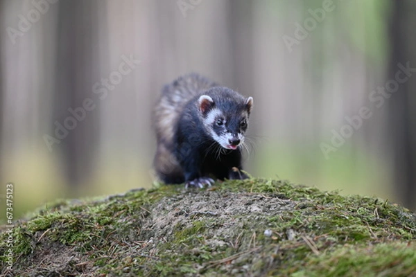 Obraz Ferret photographed in nature. Polecat in the forest. Black sable ferret pet. Pet with black nose