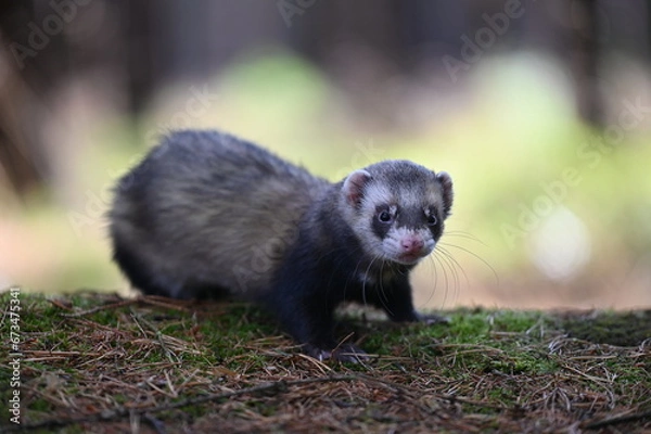 Obraz Ferret photographed in nature. Sable ferret male. He licks himself. Cute ferret in the forest