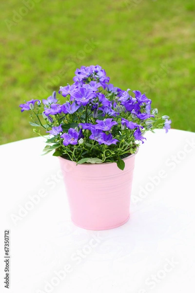 Obraz Violet campanula flowers close up